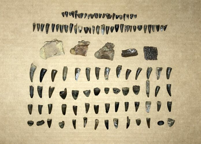 Clearance Lot: Assorted Hell Creek Crocodilian Fossils - Pieces #215318